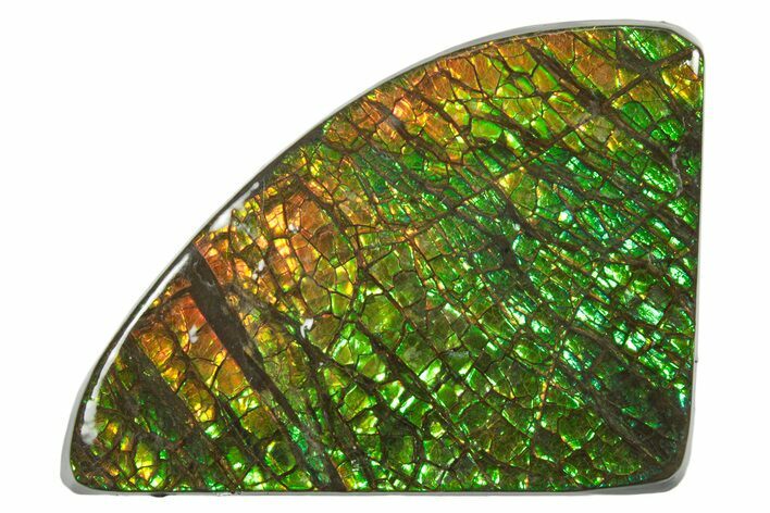 Iridescent Ammolite (Fossil Ammonite Shell) - Brilliant Greens #336302